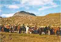 sheepgathering
